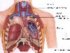 Внутренние органы человека, Органы грудной полости, Органы брюшной полости,