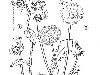Ещё Раскраски полевых цветов. картинка Медуница и одуванчик в PNG