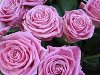 Главная > Статьи о цветах > Эти удивительные цветы > Такие разные розы - ...