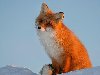 рыжая лиса в снегу