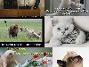 Смешные кошки. 260 | jpg | 500x350| 13,32 Мб. скачать с turbobit.net