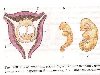 Предыдущий слайд, Строение матки: 1-матка, 2-зародыш, 3-плацента.