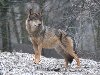 Серый, или обыкновенный волк (лат. Canis lupus) u0026middot; flickr/Kuh F. Laden
