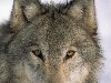27.12.2013 | Так ли страшен серый волк: Волки в мифологии и верованиях ...