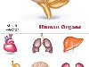 Человеческие органы - векторный клипарт. Human Organs