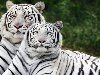 Широкоформатные обои Белые тигры, Черно белые тигры. Скачать обои 1920x1080