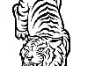 Иллюстрация белого тигра