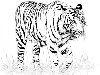 черно-белый материал тигра вектор. черно-белый материал тигра вектор