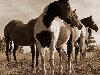 Дикие лошади и ковбои фотограф Tony Bonanno.