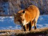 ... на Южном Урале лис будут отстреливать, а домашних животных прививать