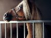 Лошади — Зоо-Дневник