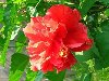 Гибискус - по-простому китайская роза. Яркие крупные цветки делают его одним ...