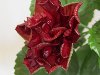 Olgau0026#39;s Orchids: Китайская роза источник