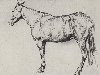 Рисунки карандашом конь, лошадь, фото, ...