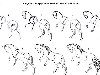 КОНЬ (Карандаш) [Анималистика] кликните для полного качества (2303 x 1386)