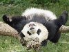 pandas01 Самые милые и забавные панды. 1. В отличие от других медведей, ...