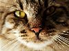 Кошачья морда, фото анатомия кошки фотография. Кошачьи усы. Кошачьи усы.