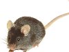 Мышь линии C57BL/6J — одной из самых широко используемых в лабораторных ...
