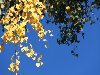 Осенние листья берёзы