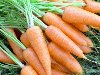 Морковь превосходит многие овощи по содержанию витаминов и ряду других ...