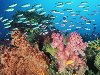 фотографии подводный мир - морские рыбы - рыбкиПросмотров: 108фотографии ...