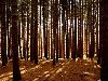 Сосновый лес 1600x1280