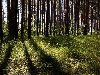 Лучи в сосновом лесу - лес сосны лучи света трава лето фото фотосайт