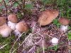 Лесные грибы или шампиньоны - съедобные грибы в здоровом рационе