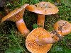 Лесные грибы - на приусадебный участок, продаю недорого мицелий в ...