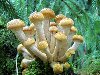 грибы опята, опенок, грибы, грибочки, лесные грибы