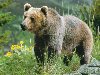 Медведь гризли - один из подвидов бурого медведя.