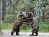 Два медведя-гризли намяли друг другу бока за тушку лосося