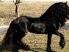 Фризская порода лошадей – самая большая ...