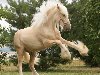 Порода лошадей Шайр. Происхождение. Шайрская лошадь, выведенная в Англии, ...