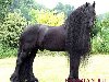Фризская лошадь, Фриз — порода лошадей, выведенная в Фрисландии, ...