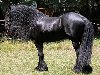 Фото лошадей фризской породы. Экстерьер: Фриз – лошадь крупная , массивная, ...