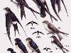 Таблица 36 398 — черный стриж (398a — сидящая птица, 398b — в полете); ...
