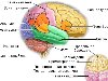 Злокачественные опухоли головного мозга разделяются на первичные и вторичные ...