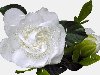 белоснежная роза