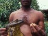 Лягушка Голиаф – самая большая в мире лягушка, встретить ее можно только в ...