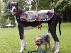 Самая большая собака в мире выявлена Книгой рекордов Гиннеса
