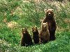 Семья медведей на траве, размер: 1024x768 пикселей. Открыть в новом окне
