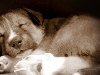 astashkin-igor — «Спящая-собака.» на Яндекс.Фотках