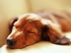 Печальная собака (такса) - съёмка крупным планом, размер: 1600x1200 пикселей