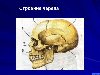 Строение черепа. Картинка 2 из презентации «Строение скелета» к урокам ...