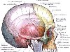 В состав мозгового черепа у человека входят: непарные затылочная, ...