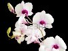 красивые белые dentrobium орхидеи с темно-фиолетовым центров, ...