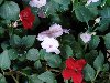 Темно-красные и белые цветки бальзамина