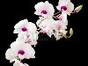 красивые белые dentrobium орхидеи с темно-фиолетовым центров, ...