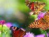Широкоформатные обои Яркие бабочки, Яркие бабочки на цветках чертополоха